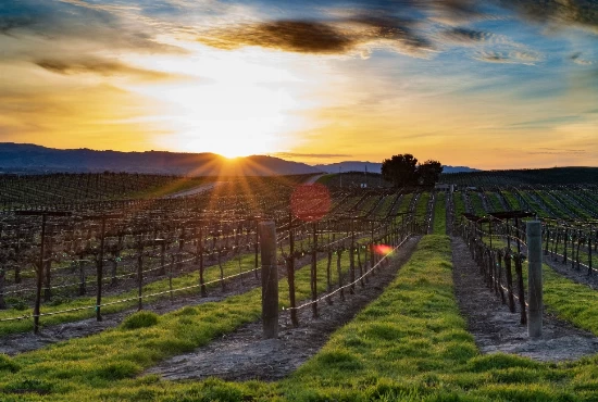 Exploring Paso Robles: Introduction to the City and its Weather